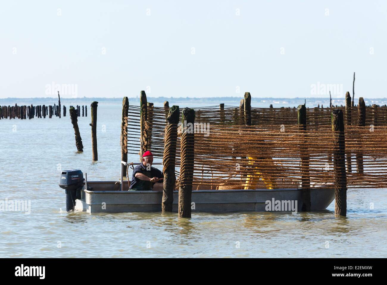 France, Vendee, L'Aiguillon sur Mer, installing mussel seed ropes on poles Stock Photo