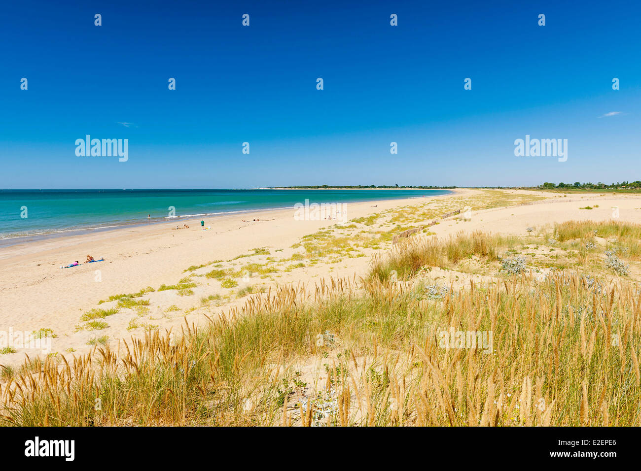 France, Vendee, La Tranche sur mer, the national nature reserve of la Casse de la Belle Henriette Stock Photo