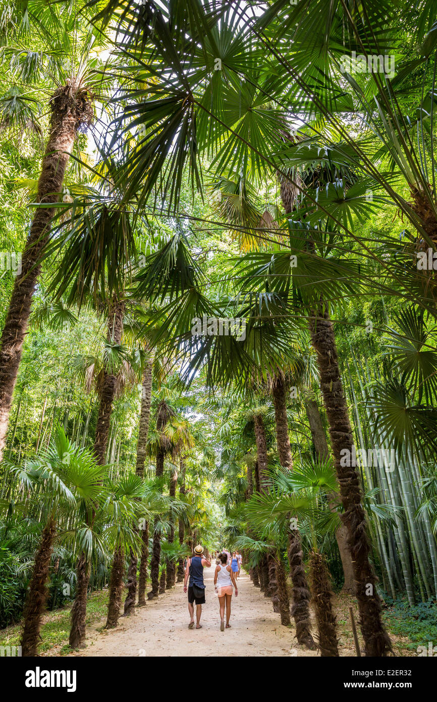 France, Gard, Anduze, bamboo groove of PraFrance, Chinese palm tree walk Stock Photo