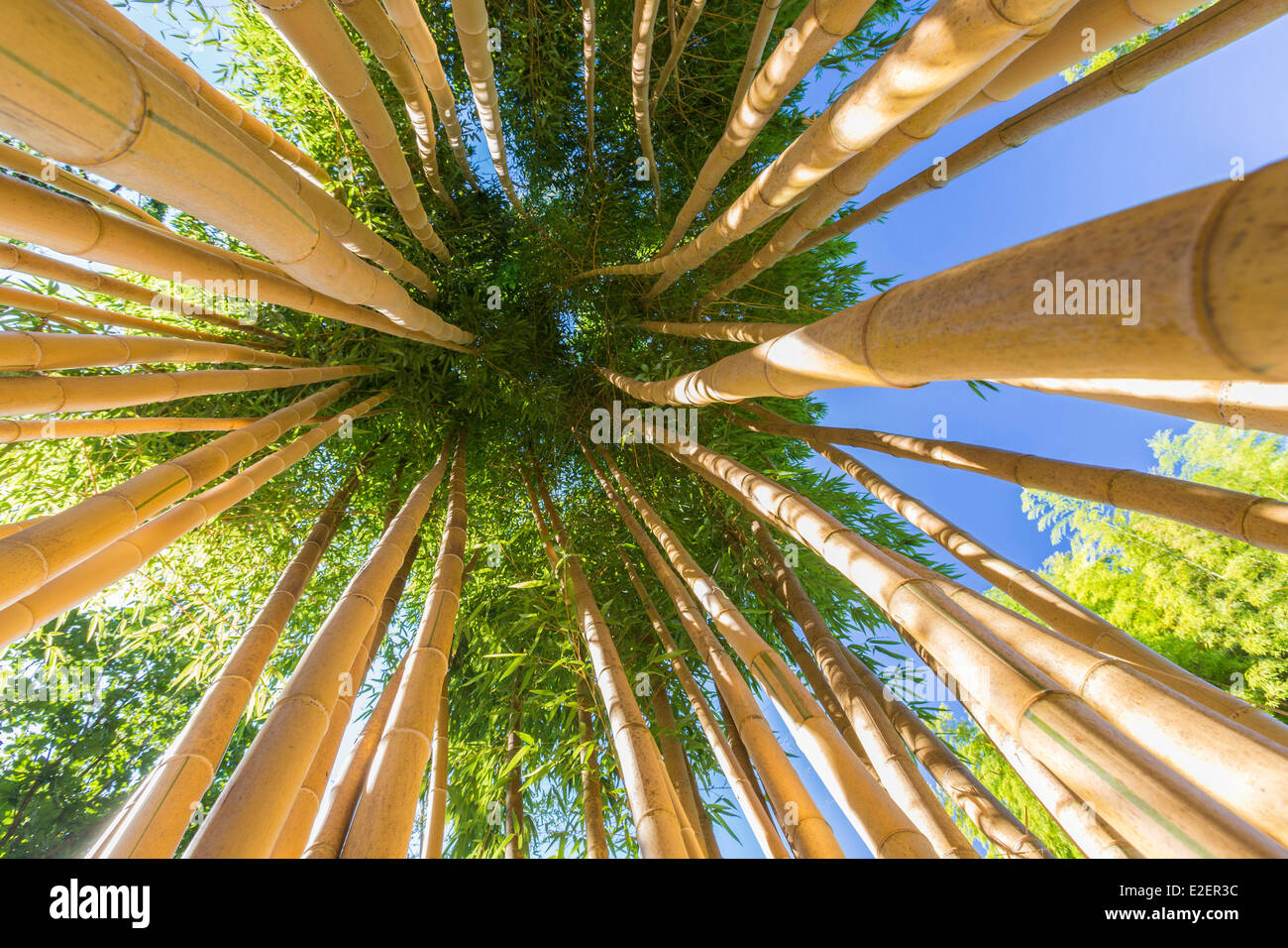 France, Gard, Anduze, bamboo groove of PraFrance, Phyllostachys bambusoides Stock Photo