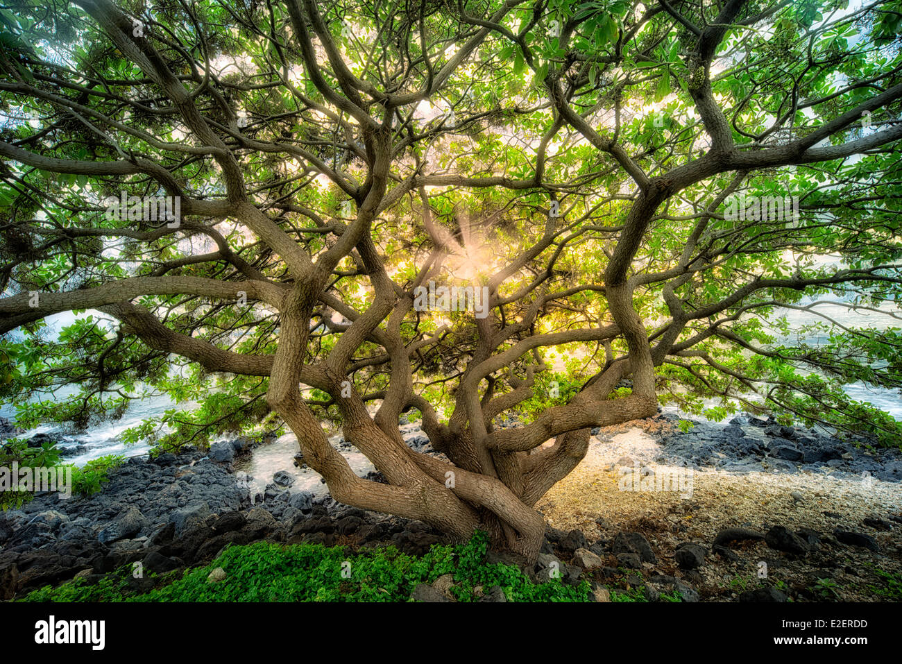 Unidentified wildly branching tree at sunset. Maui, Hawaii Stock Photo