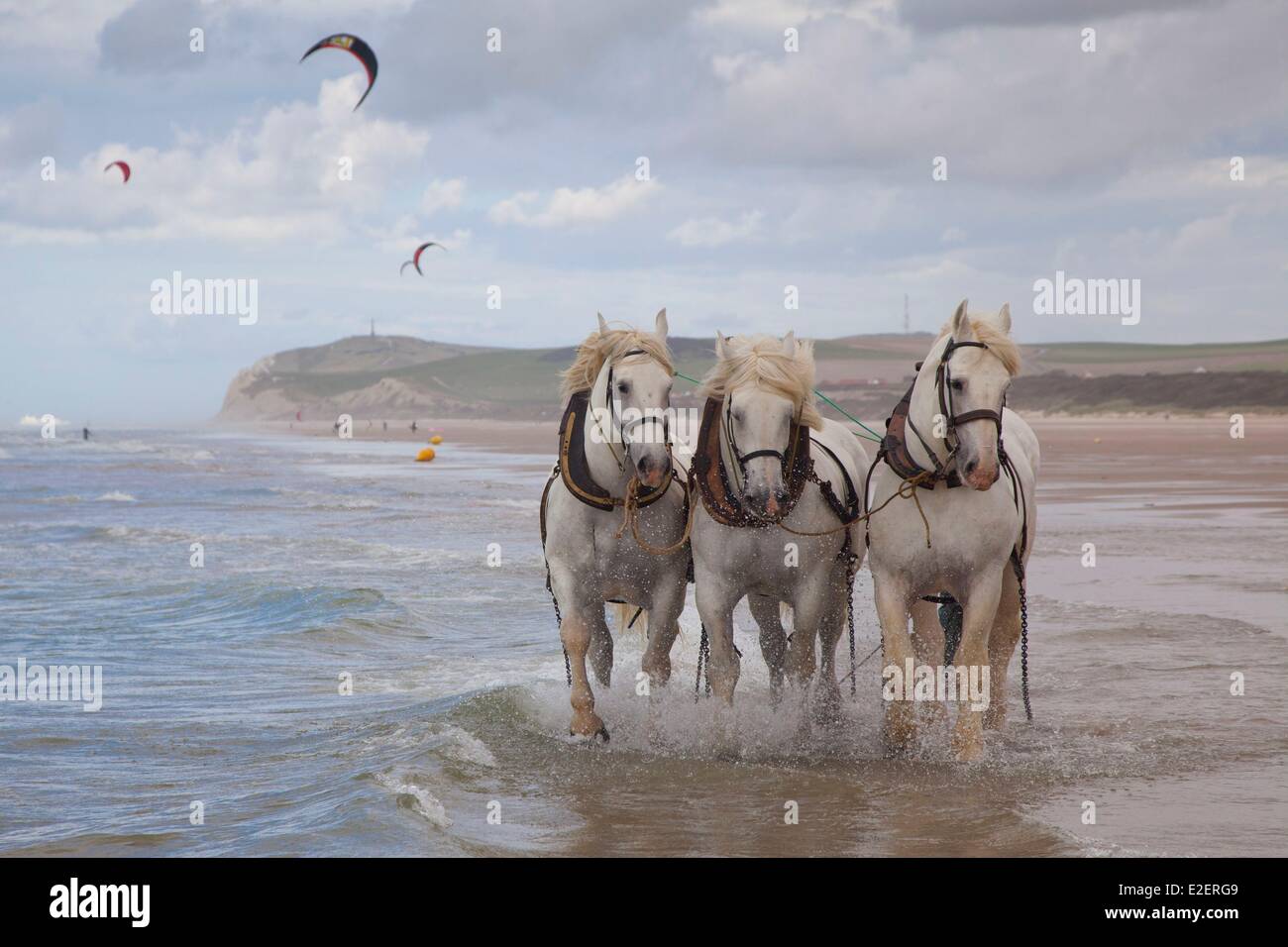 France, Pas de Calais, Wissant, boulonnais horses on the beach with the Cape Blanc-Nez in the background Stock Photo