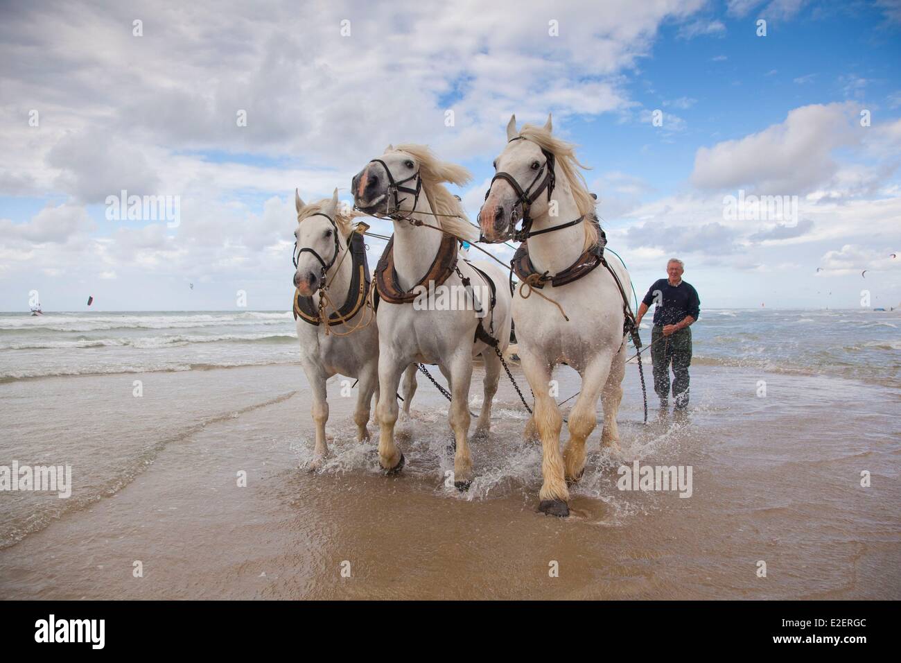 France, Pas de Calais, Cote d'Opale, Wissant, boulonnais horses on the beach with the Cape Blanc-Nez in the background Stock Photo