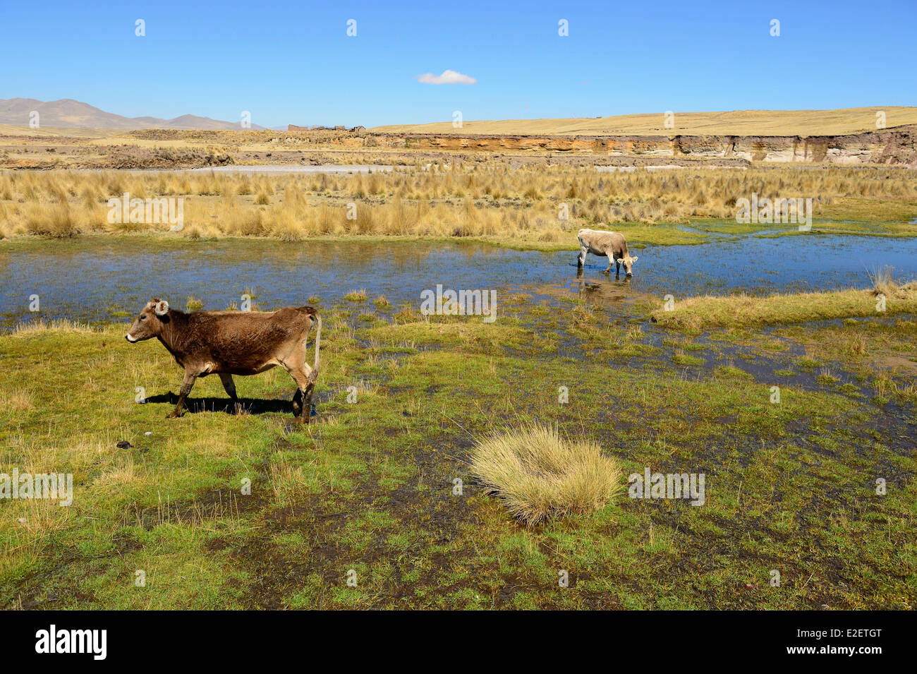 Peru, Espinar province, Coporaque, cows in a pond at the edge of the Apurimac river whose waters form the Amazon River Stock Photo