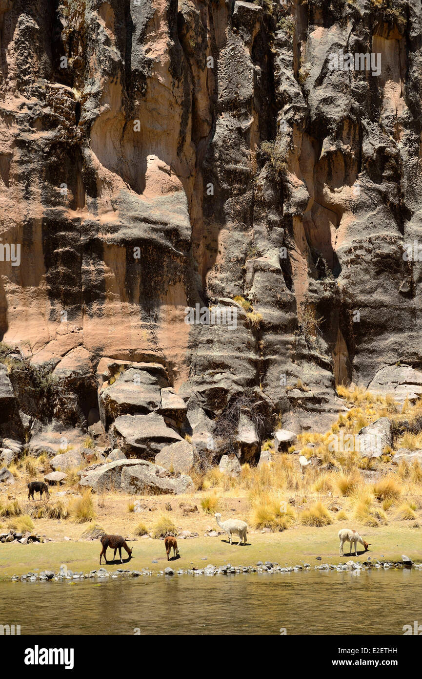 Peru Espinar province Suykutambo lamas in the gorge of the Rio Apurimac which then joins the Ucayali with the Maranon to form Stock Photo