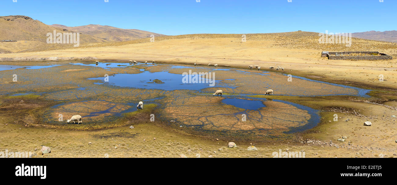 Peru, Espinar province, Oruro, herd of llamas grazing in a lagoon Stock Photo