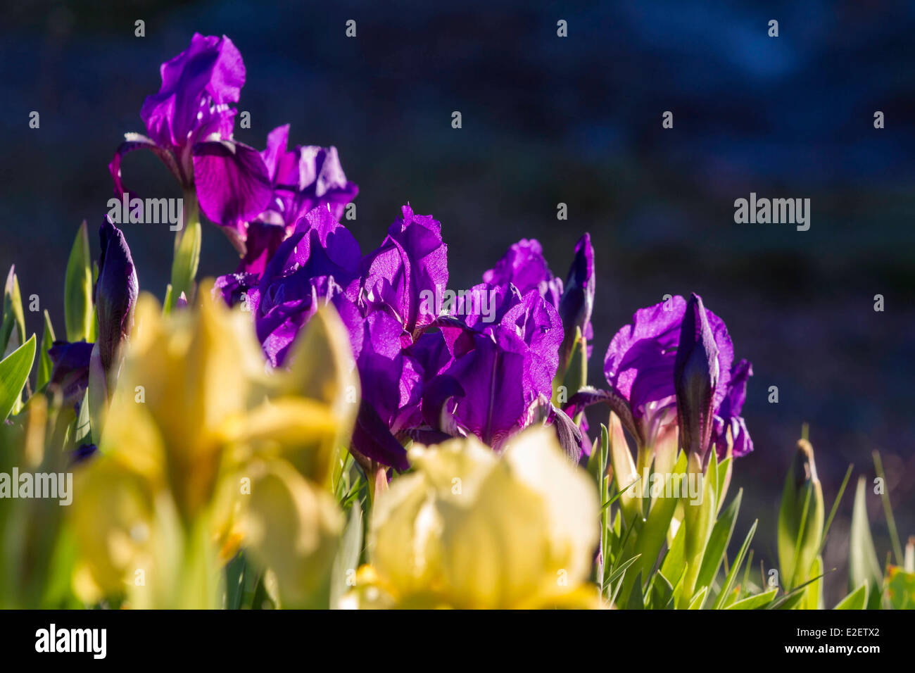 France, Var, Plaine des Maures National Nature Reserve, Vidauban, Crimean iris (Iris lutescens) in flower Stock Photo