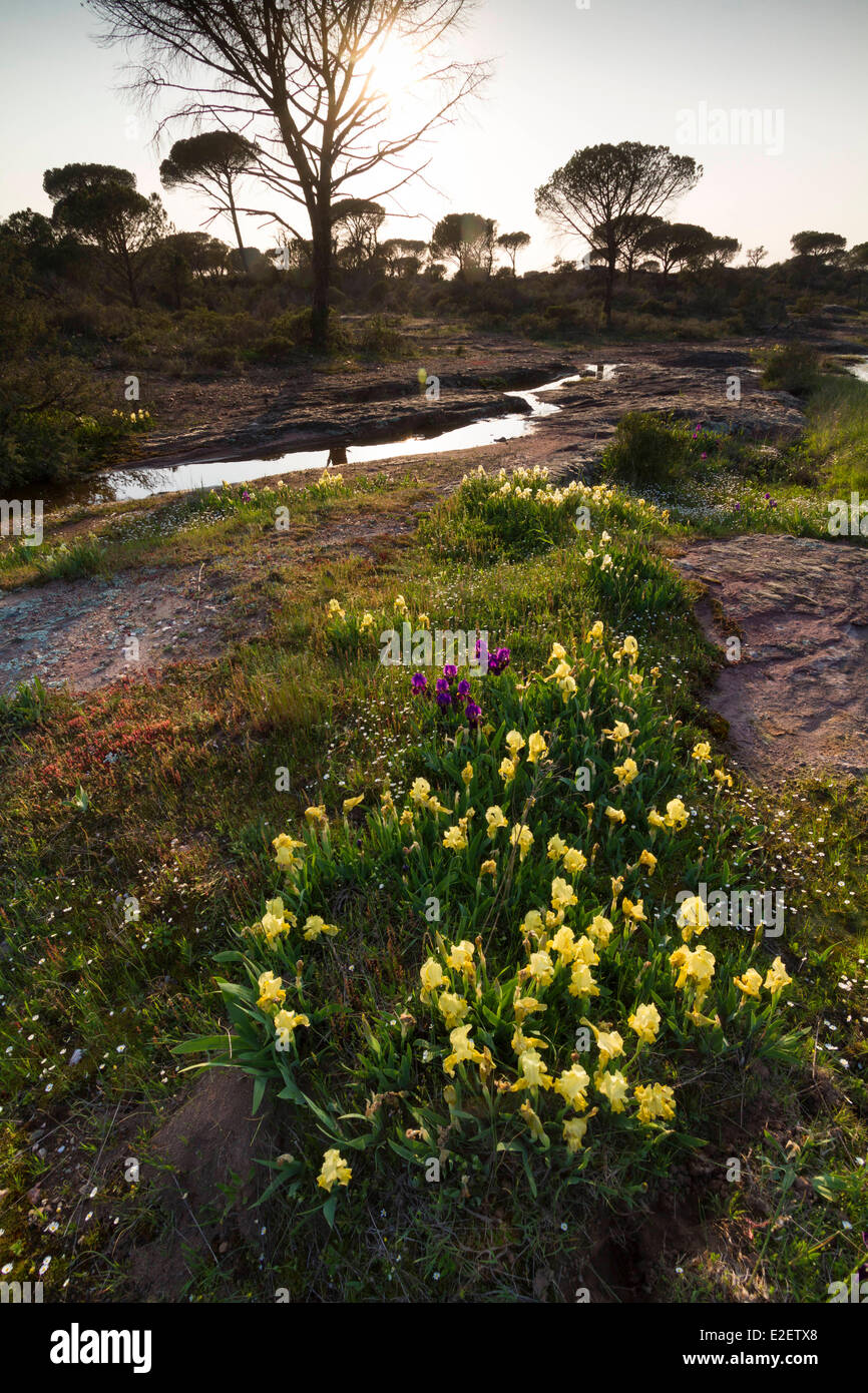 France, Var, Plaine des Maures National Nature Reserve, La Garde Freinet, Crimean iris (Iris lutescens) near a temporary puddle Stock Photo