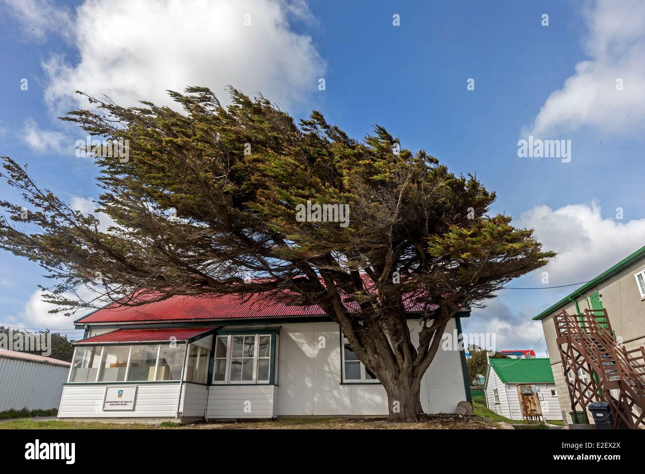 Falkland Islands, Stanley, leaning tree because the wind, Margaret Thatcher drive Stock Photo