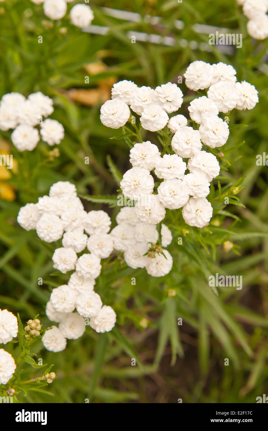Achillea ptarmica flowers close up background Stock Photo