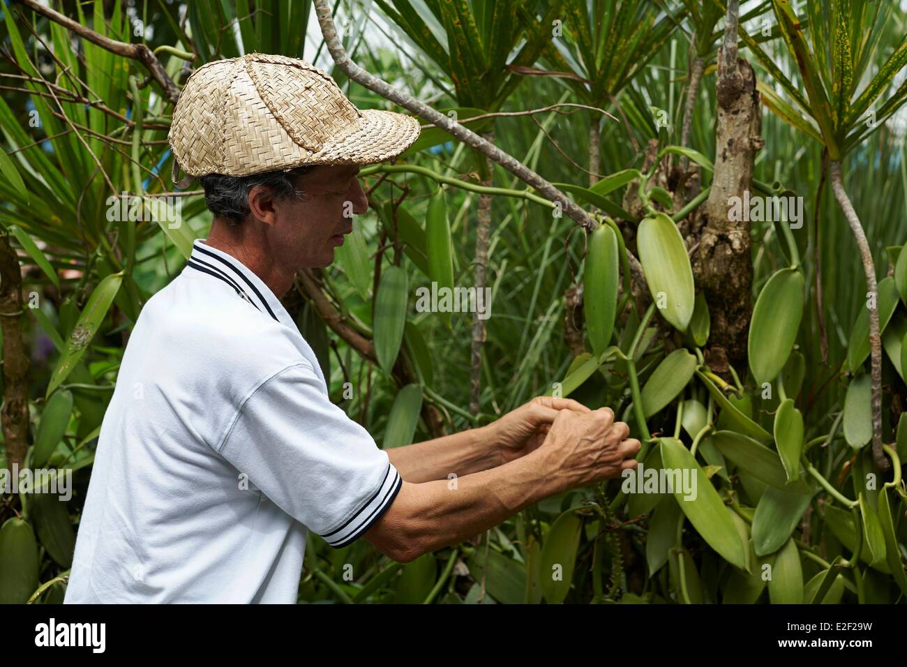 Vanilla Growing Tropical Forest La Reunion Stock Photo 705648796