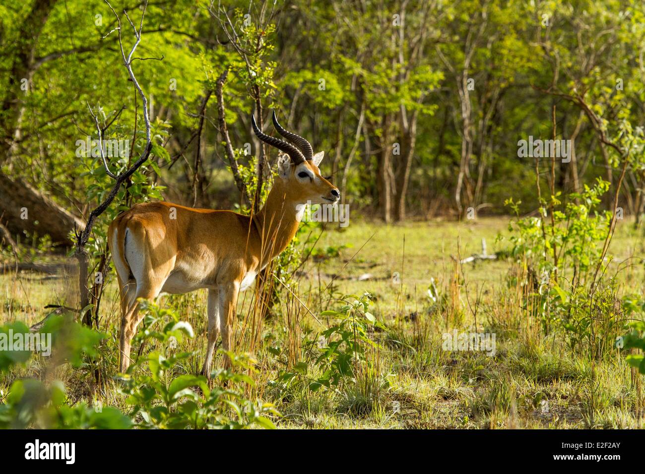 Burkina faso, Nazinga game reserve, kob (Kobus kob) Stock Photo