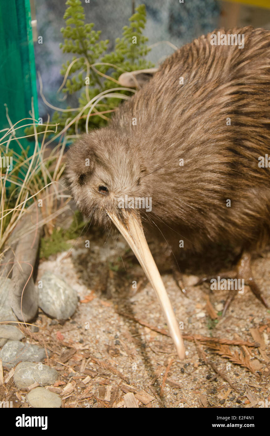 New Zealand, North Island, Rotorua, Rainbow Springs. Stuffed display of endangered Brown Kiwi bird with chick. Stock Photo