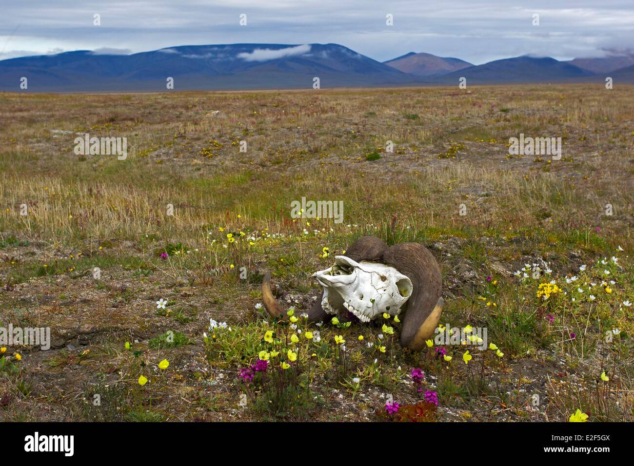 Russia, Chukotka autonomous district, Wrangel island,