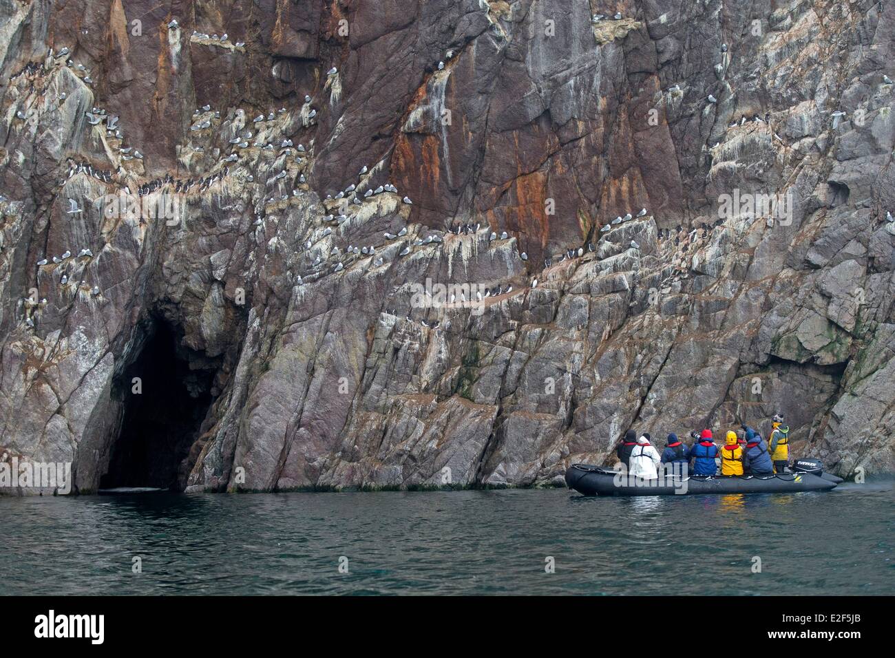 Russia Chukotka autonomous district Heraldl island,(next to Wrangel island) Marine birds colony nesting in cliffs . Black Stock Photo