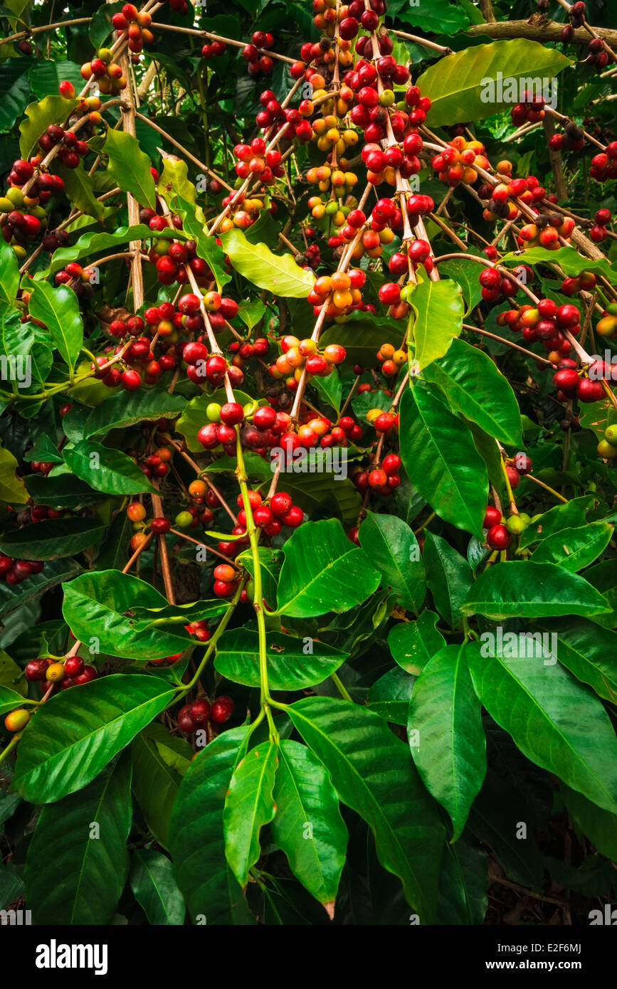 Red Kona coffee cherries on the vine, Captain Cook, The Big Island