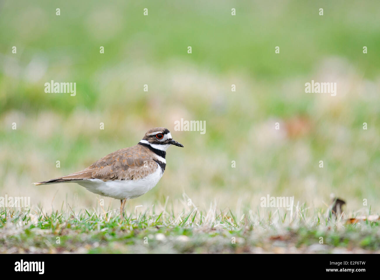 Killdeer foraging on a grassy shore Stock Photo