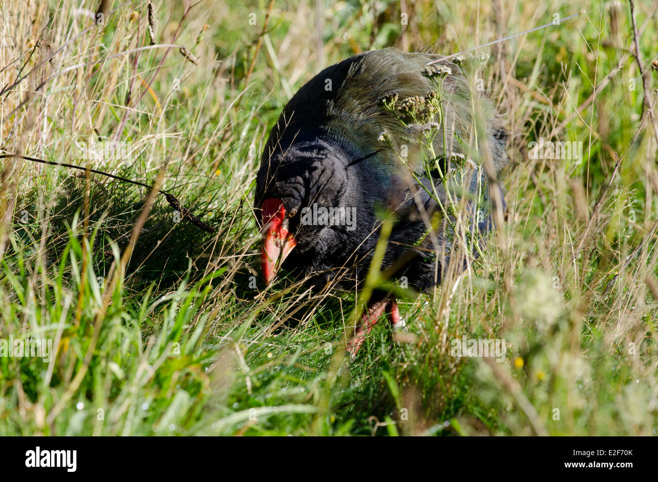 New Zealand, Wellington. Zealandia, Karori Sanctuary. South Island Takahe (Porphyrio hochstetteri) bird. Stock Photo