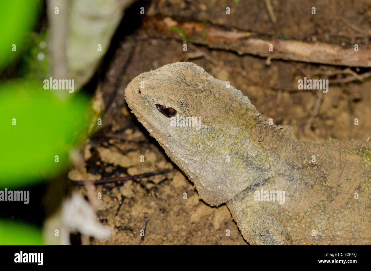 Zealandia fauna hires stock photography and images Alamy
