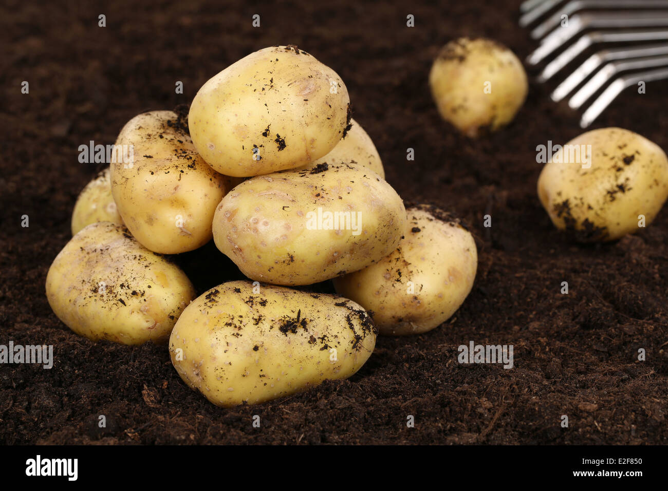 Fresh dug potatoes in a vegetable garden on a field Stock Photo