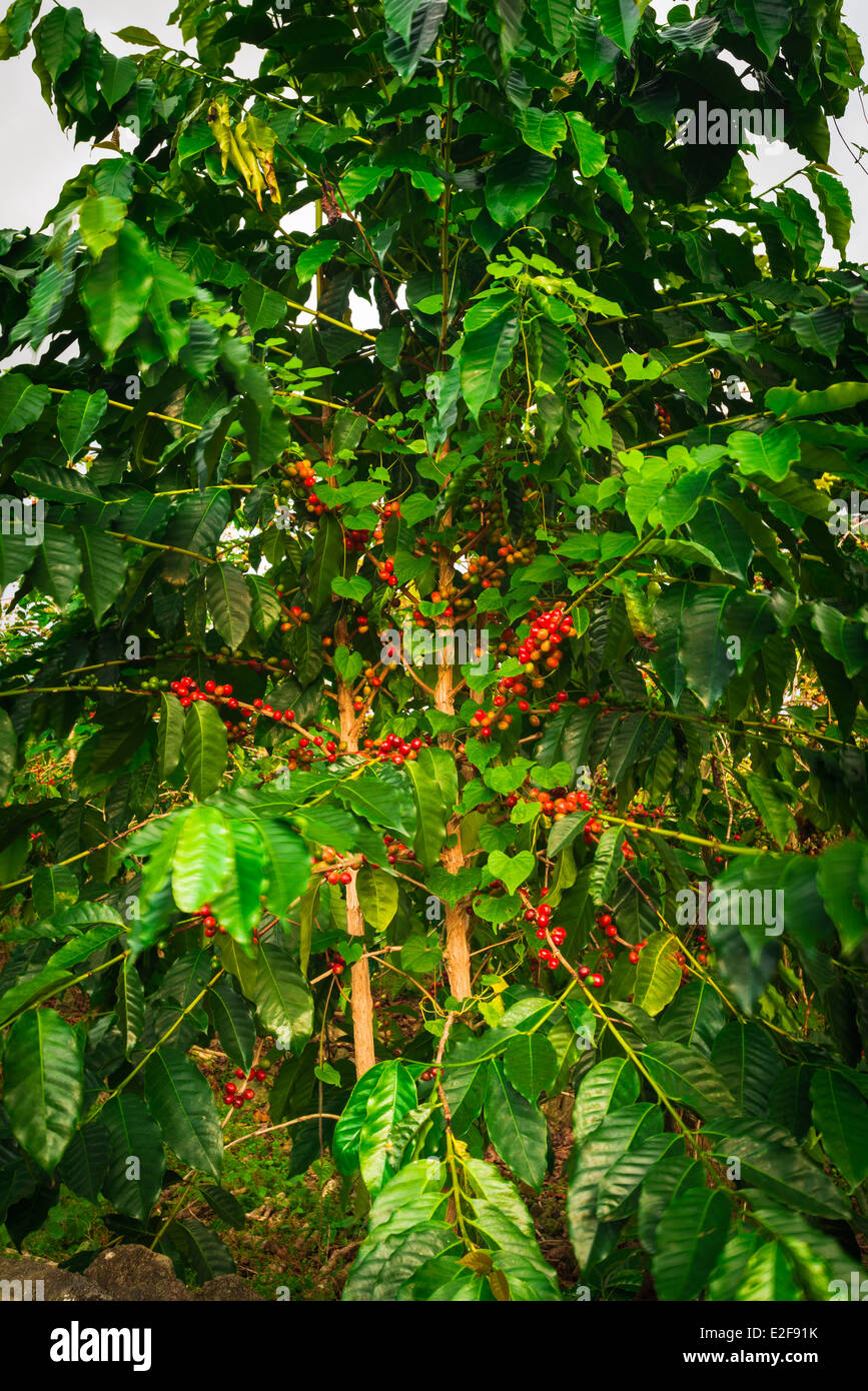 Red Kona coffee cherries on the vine, Captain Cook, The Big Island
