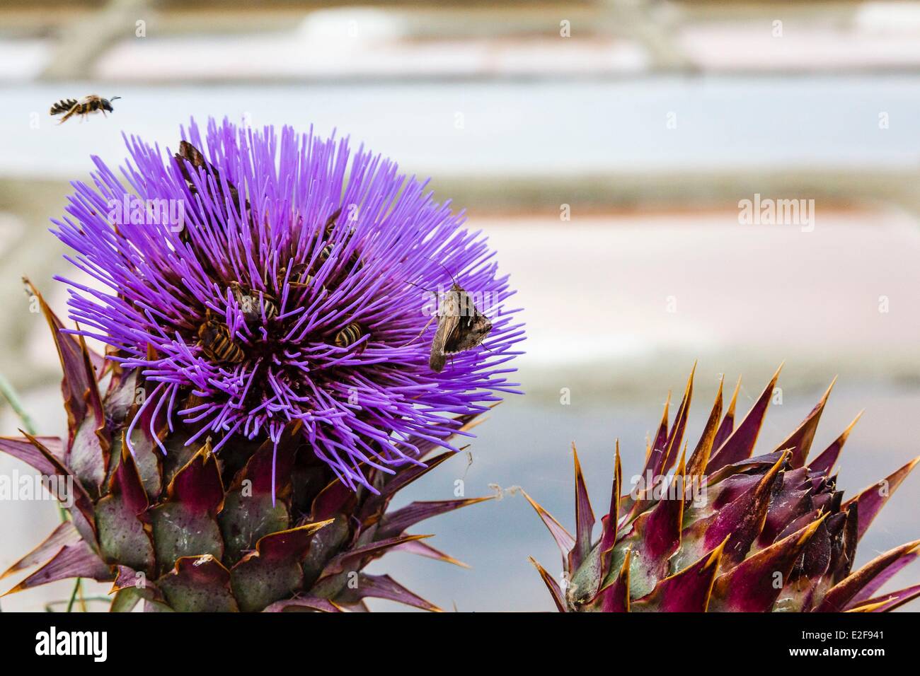 France, Vendee, l'Ile-d'Olonne, insects in a cardoon flower Stock Photo