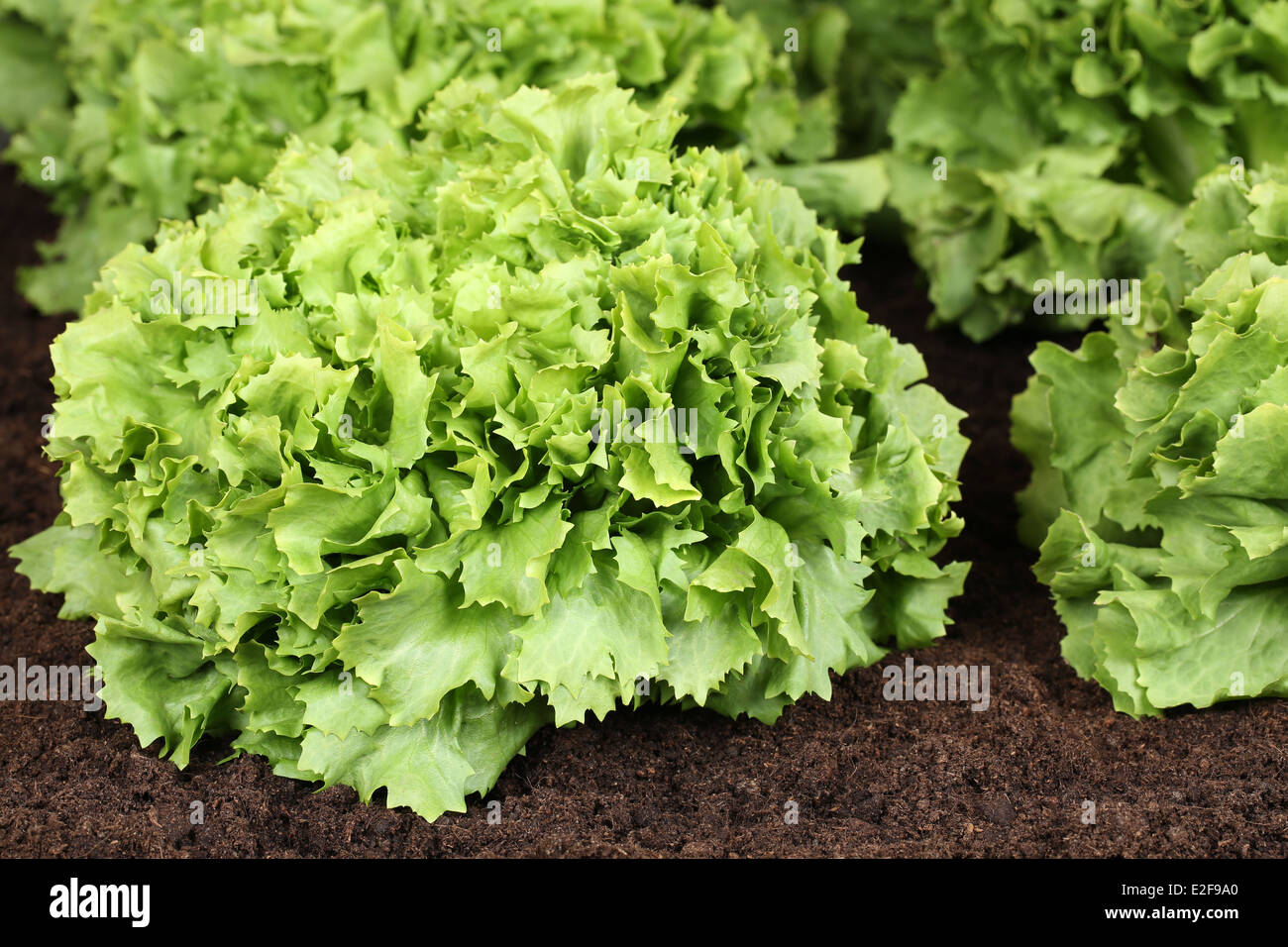 Lettuce in vegetable garden or on a field in nature Stock Photo