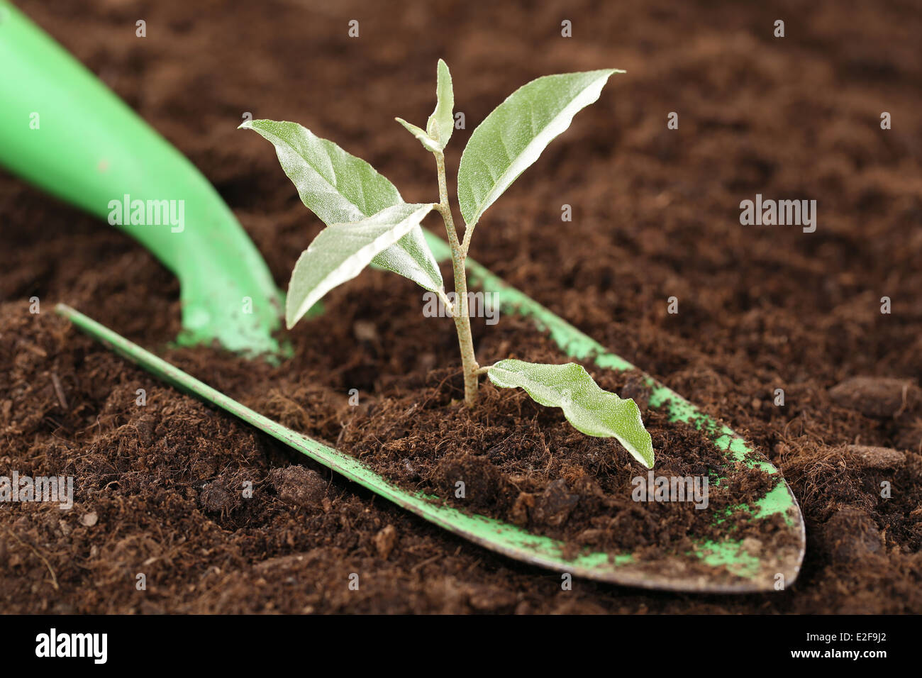 A small plant is growing on a planting trowel in a garden new life