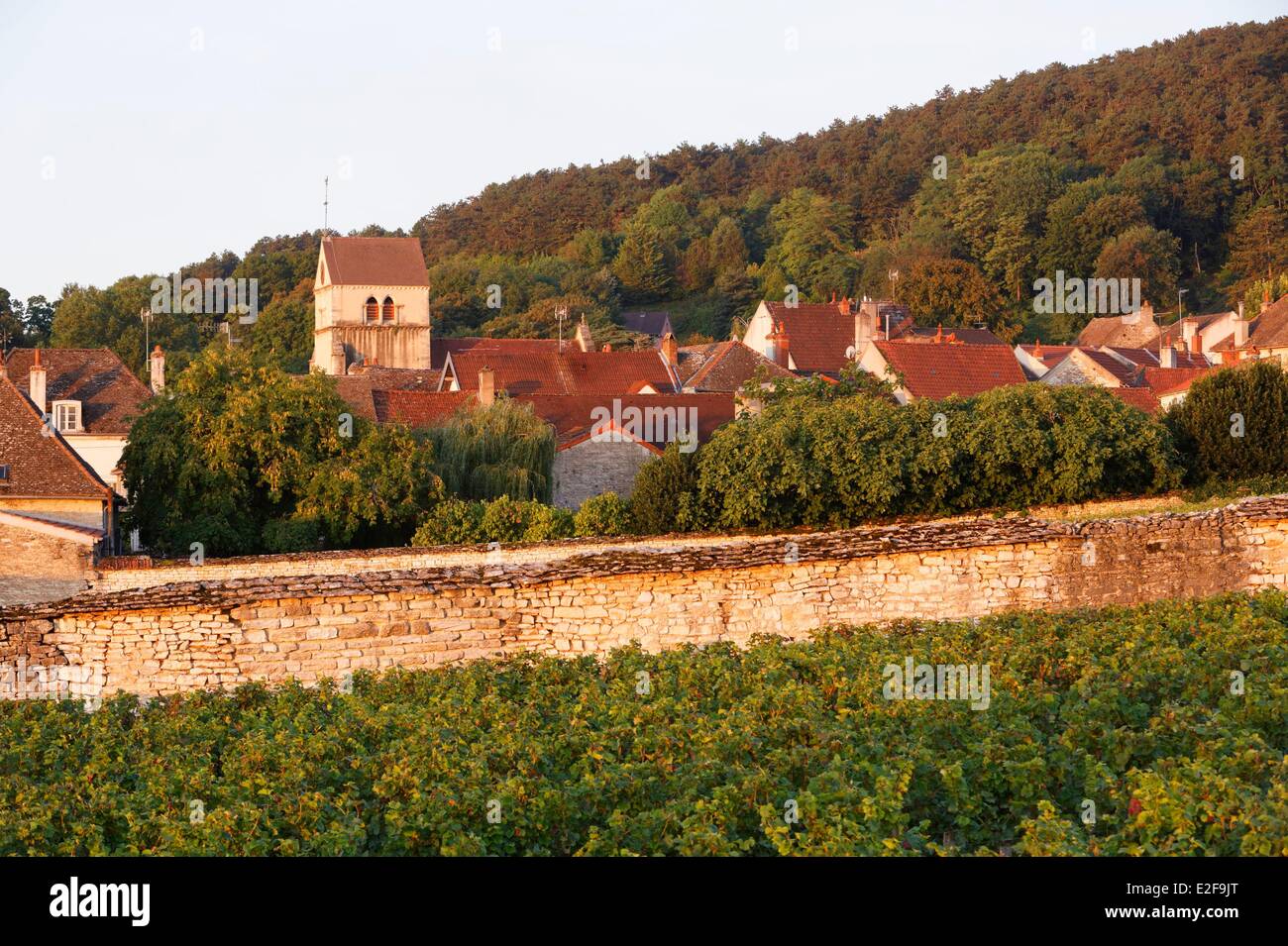 France, Cote d'Or, Volnay, Bourgogne vineyard, Cote de Beaune vineyard Stock Photo