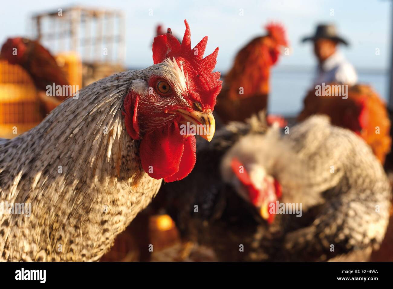 France Reunion island (French overseas department) Saint Paul portrait of a rooster on a stand selling Reunion Creole chickens Stock Photo
