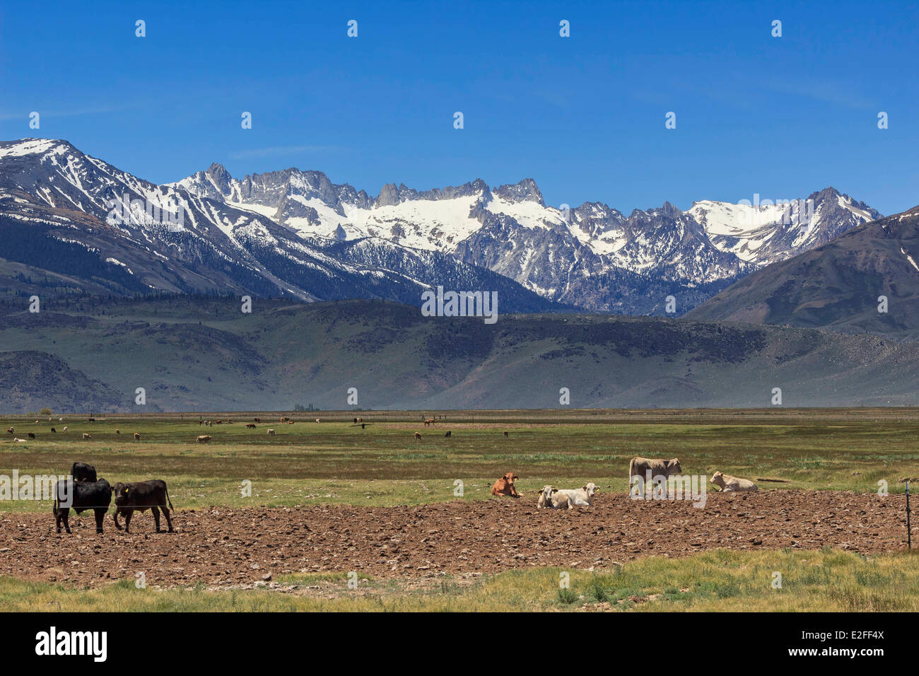 United States California Eastern Sierra Nevada meadow with cows near Bridgeport the Sawtooth Ridge in the Sierra Nevada Stock Photo