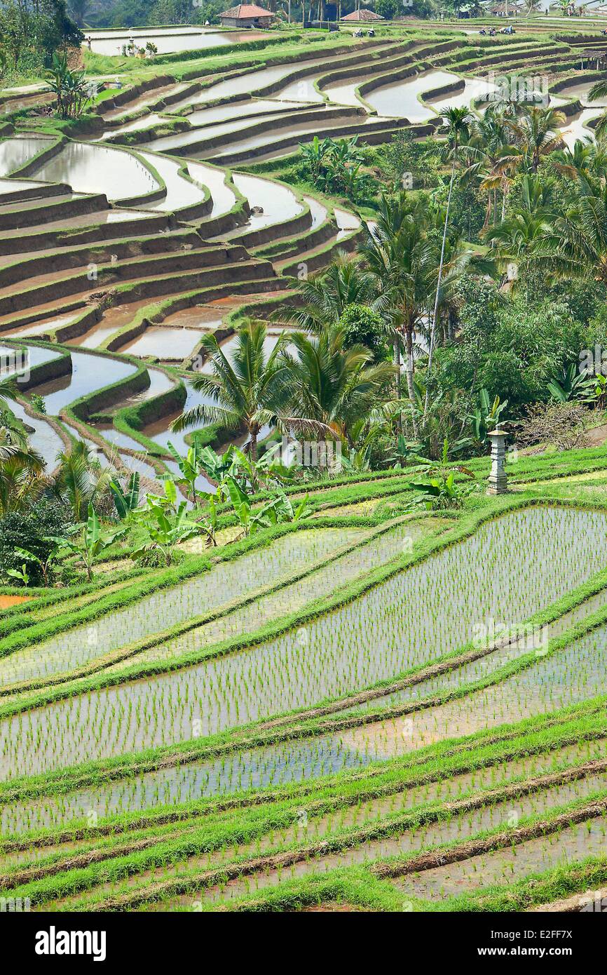 Indonesia, Bali, the rice fields of Jatiluwih, the subak system, listed as World Heritage by UNESCO Stock Photo