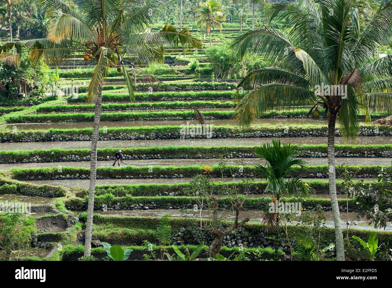 Indonesia, Bali, region of Mount Agung, Gerianakangin, rice fields Stock Photo
