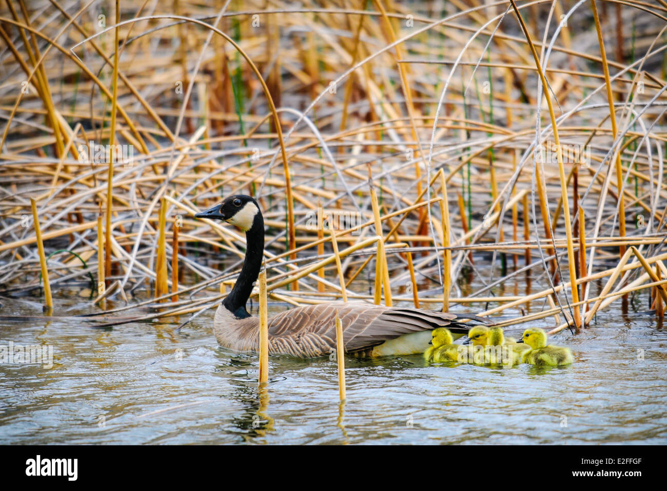 Canada Goose with a brood of yellow baby gosling Stock Photo