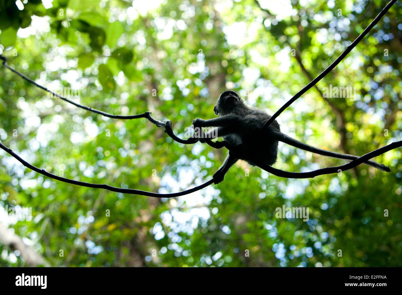 Indonesia, Bali, Ubud, Monkey Forest, macaque (Macaca ) Stock Photo
