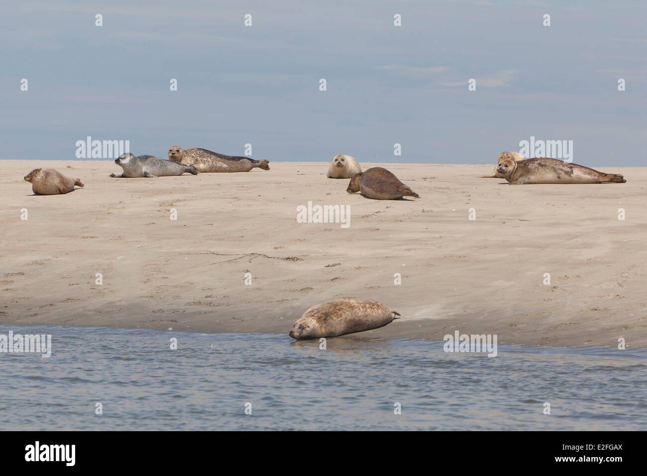 France Somme Baie De Somme Seals Stock Photo Alamy france-somme-baie-de-somme-seals-stock-photo-alamy