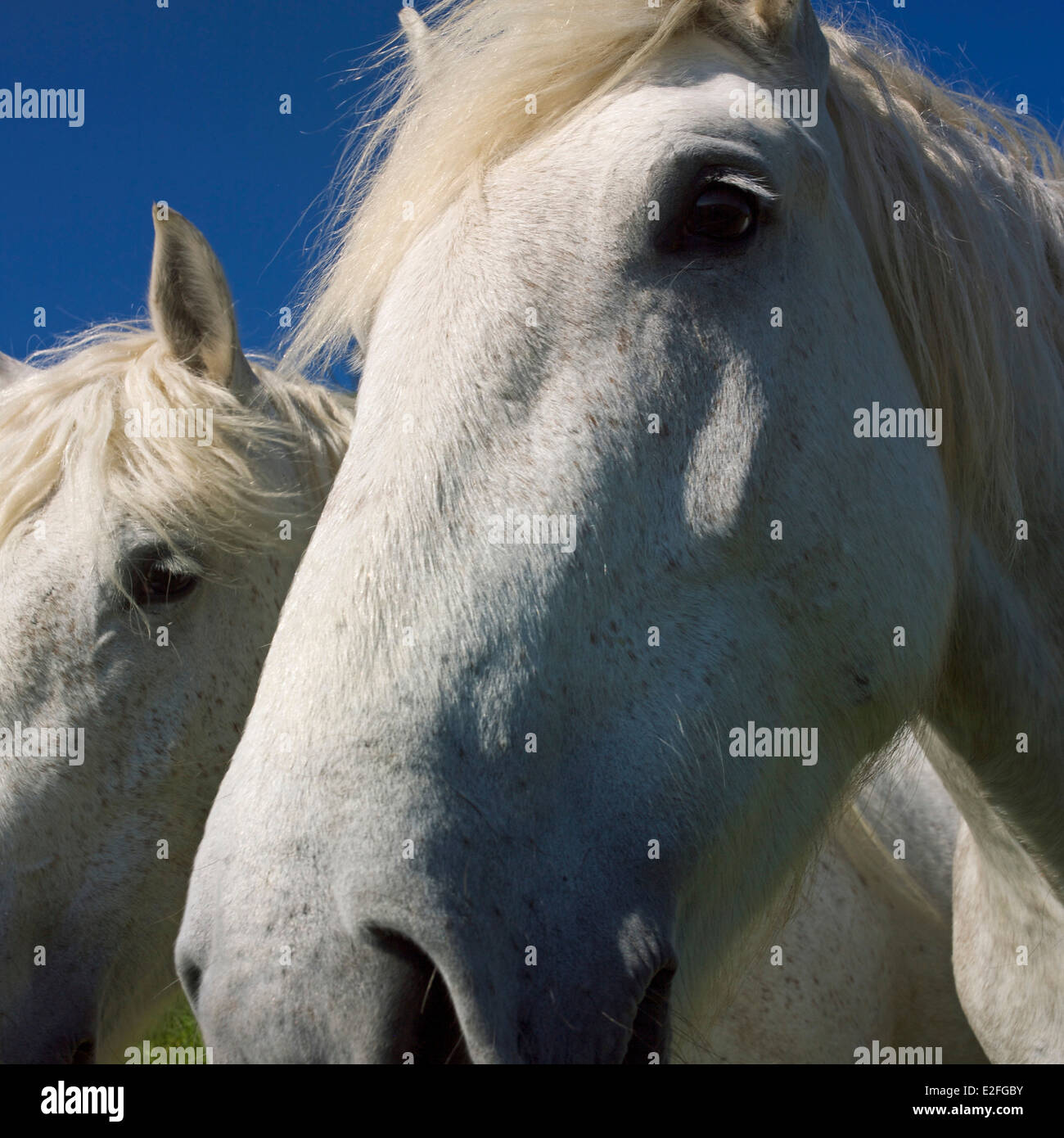 White horse in a field Stock Photo