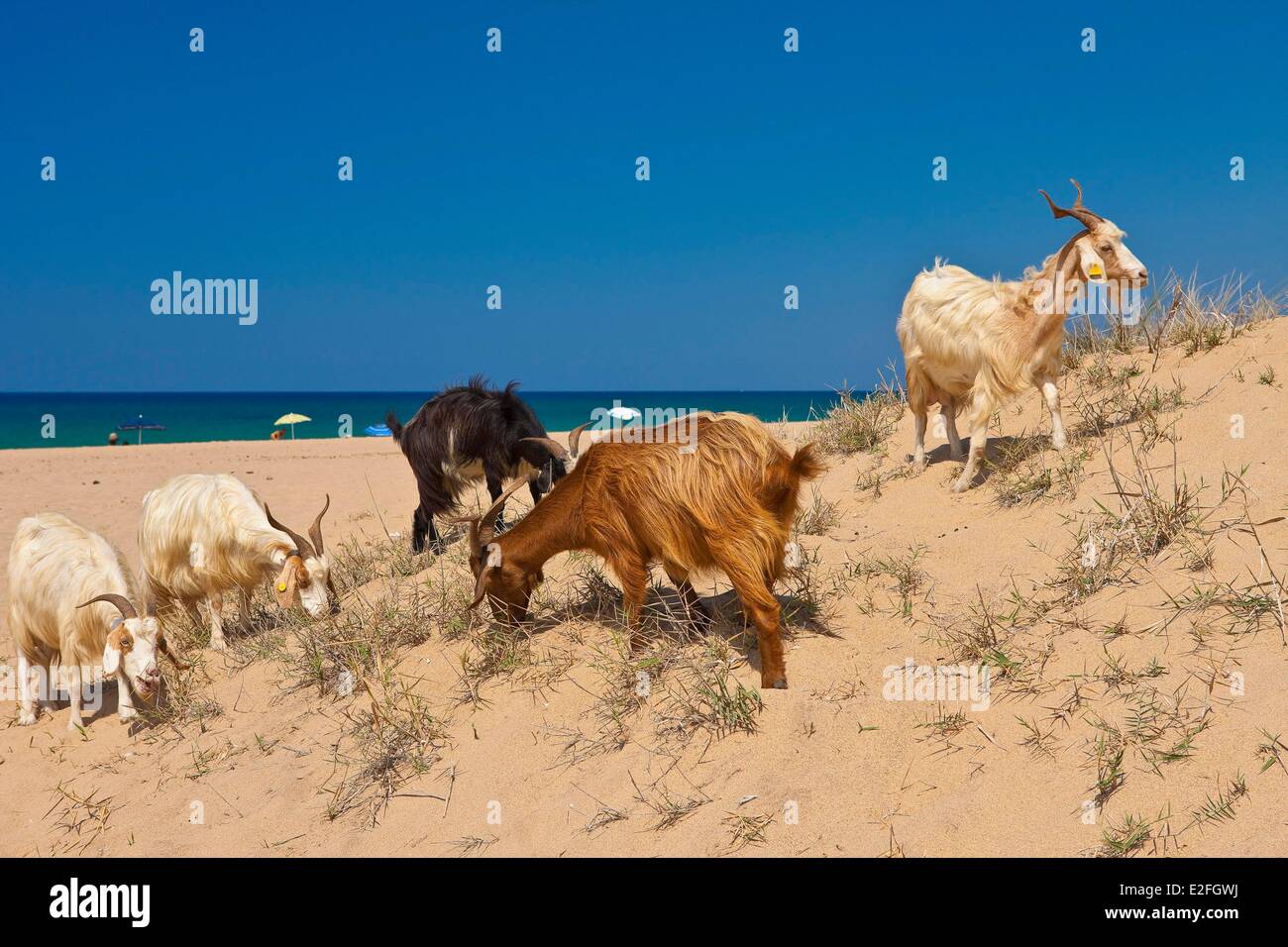 Italy, Sardinia, Medio Campidano province, the Costa Verde, goats on the beach Piscinas Stock Photo