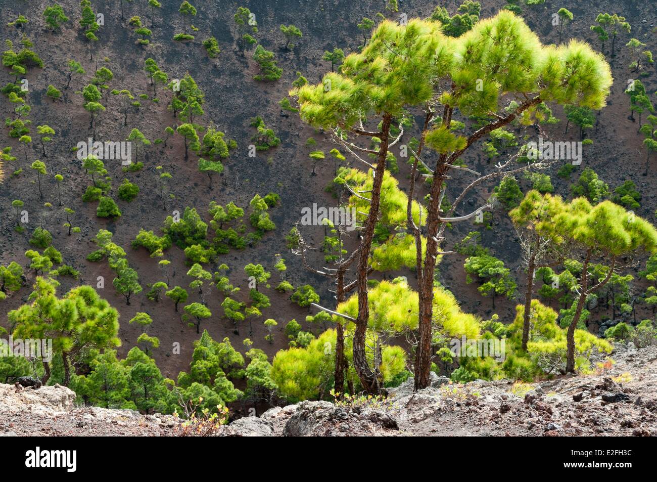 Spain, Canary Islands, La Palma, El Paso, National Park Caldera de Taburiente, main crater Stock Photo