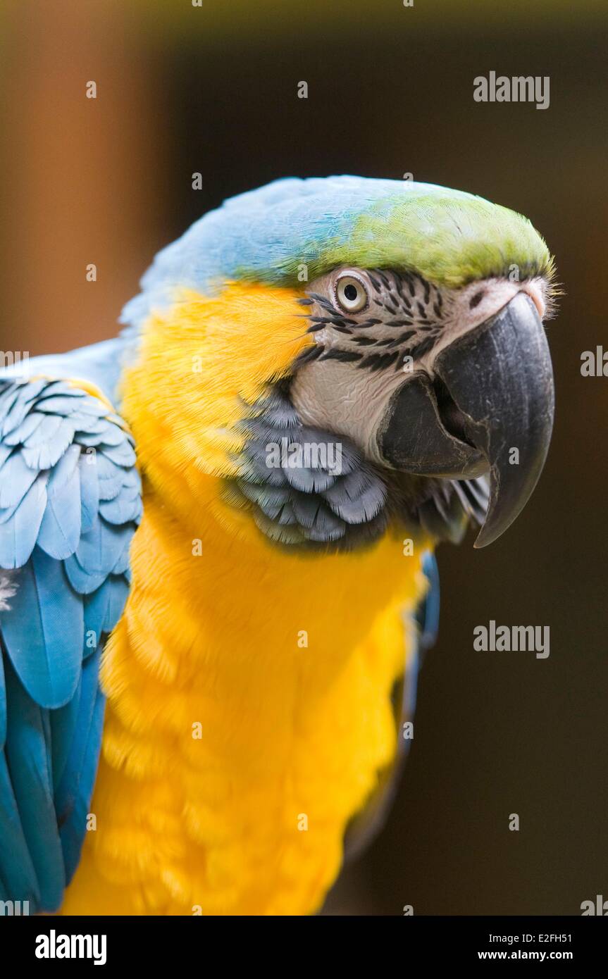 Spain, Canary Islands, Gran Canaria, Las Palmas, parrot Stock Photo