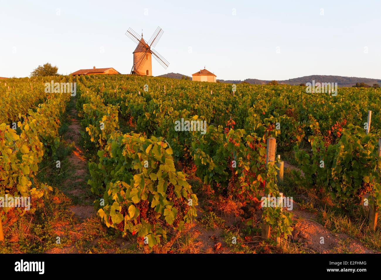 France, Saone et Loire, Moulin a Vent AOC Beaujolais vineyard, Exclusive Property of Chastel-SAUZET family, Romaneche Thorins Stock Photo