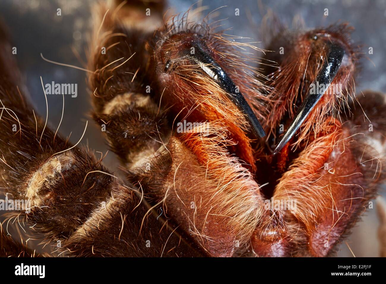 Chelicerae hires stock photography and images Alamy