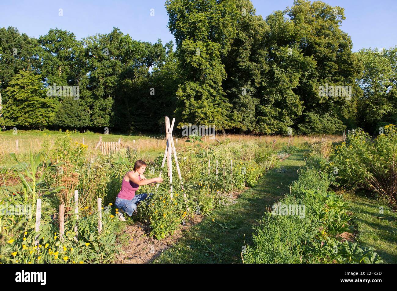 France, Seine et Marne, Vernou la Celle sur Seine, Graville castle, vegetable garden Stock Photo