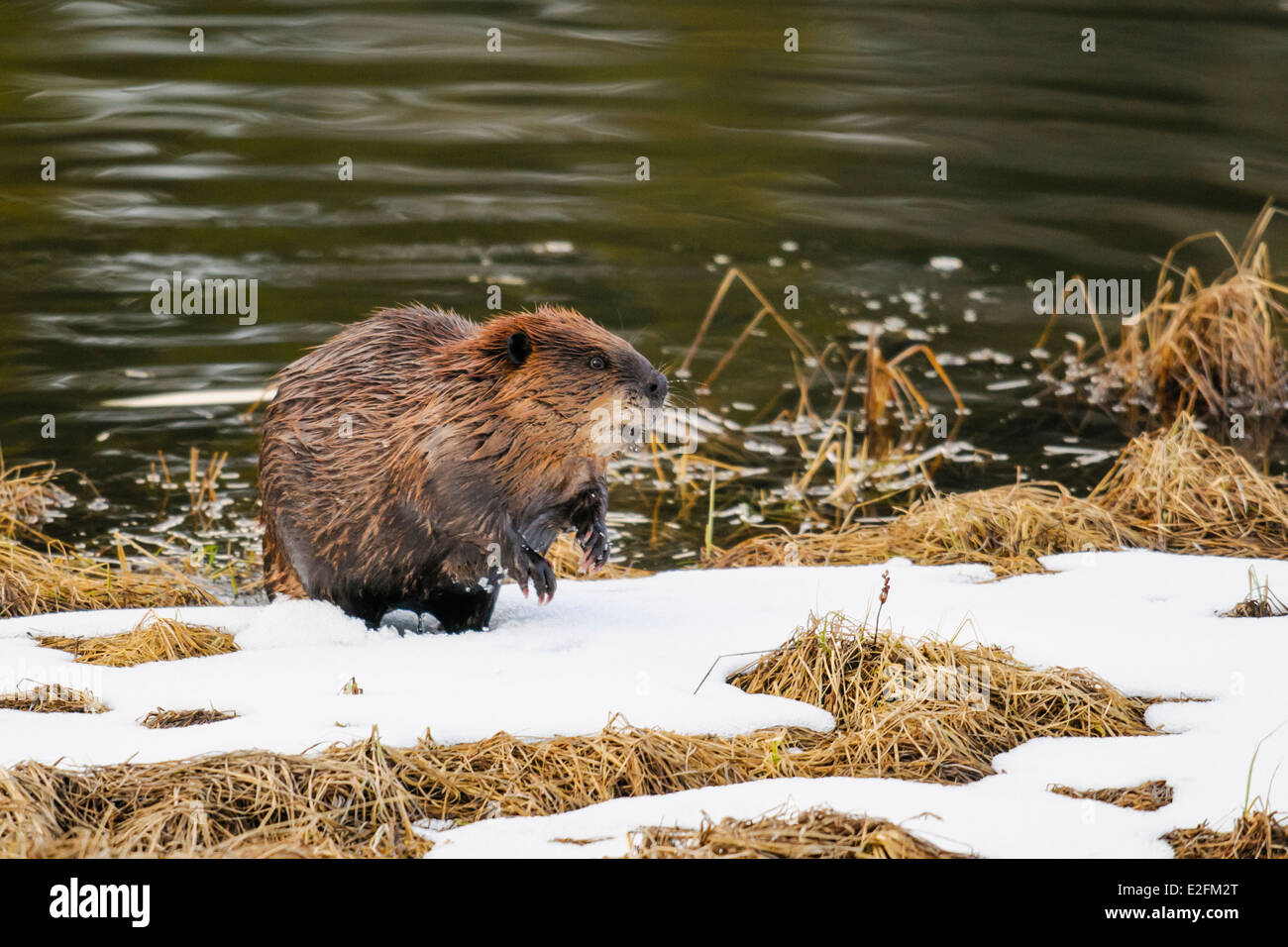 North American beaver in a mountain pond in the spring Stock Photo