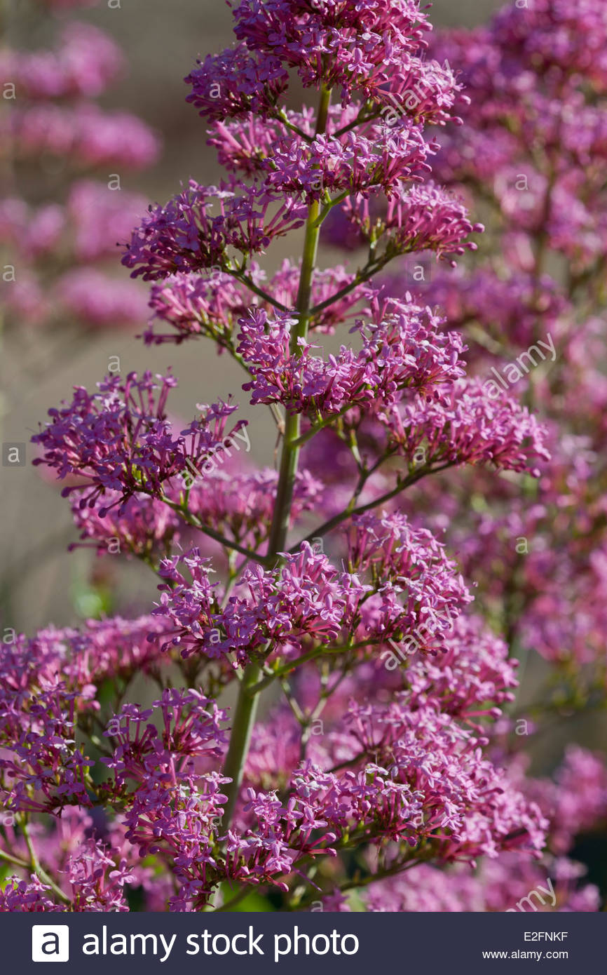 Valerian Flowers Valeriana Stock Photos & Valerian Flowers Valeriana