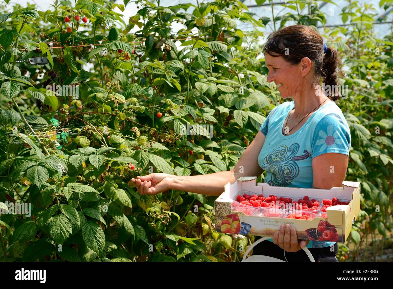 Germany Baden Wurttemberg Durbach picking raspberries in a greenhouse Stock Photo