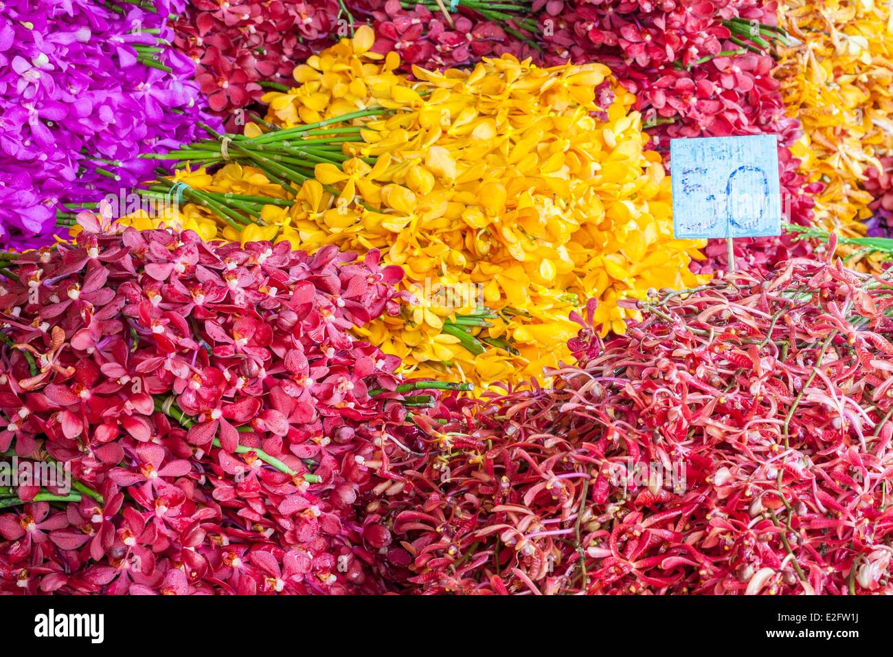 Thailand Bangkok Pak Khlong Talat flower market orchids Stock Photo - Alamy