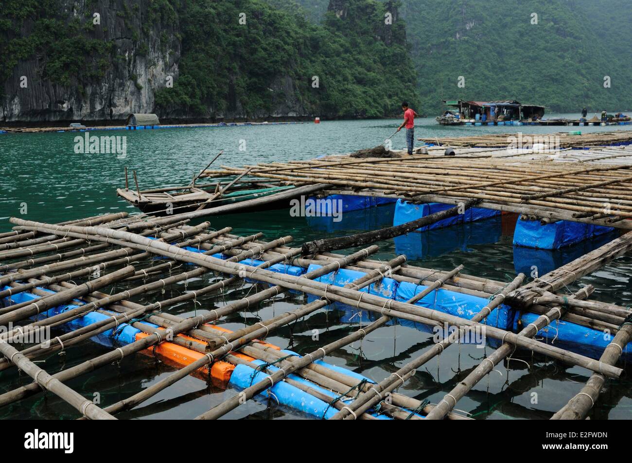 Vietnam Quang Ninh Province Halong Bay listed as World Heritage by UNESCO fishing and oyster farm in the bay Stock Photo