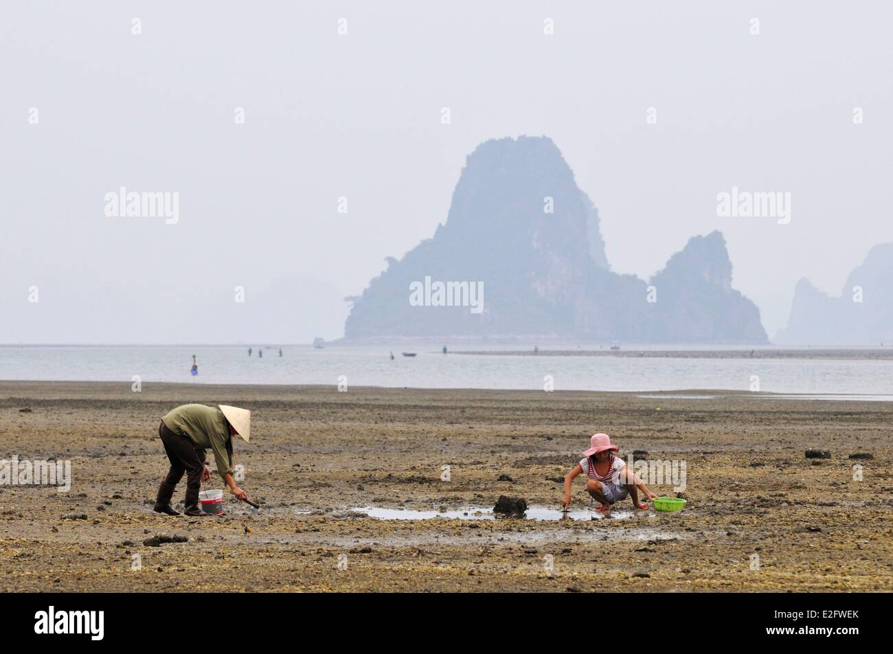 Vietnam Quang Ninh Province Halong Bay listed as World Heritage by UNESCO fishing clams in the bay Stock Photo
