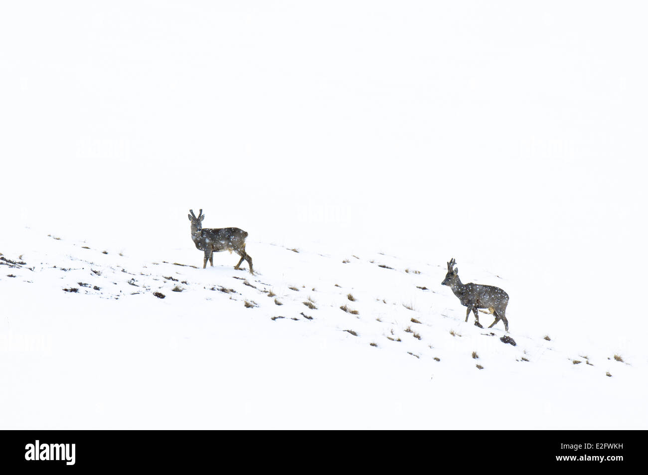 Roe deer (Capreolus capreolus) two males in velvet walking through a snow shower on a snow-covered mountainside in the Cairngorm Stock Photo